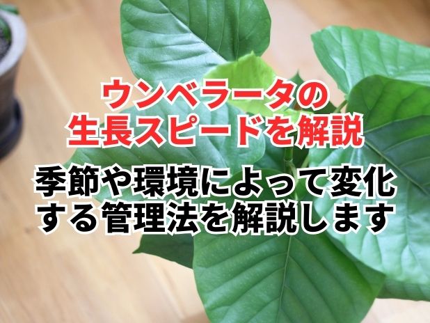 ウンベラータの生長スピード