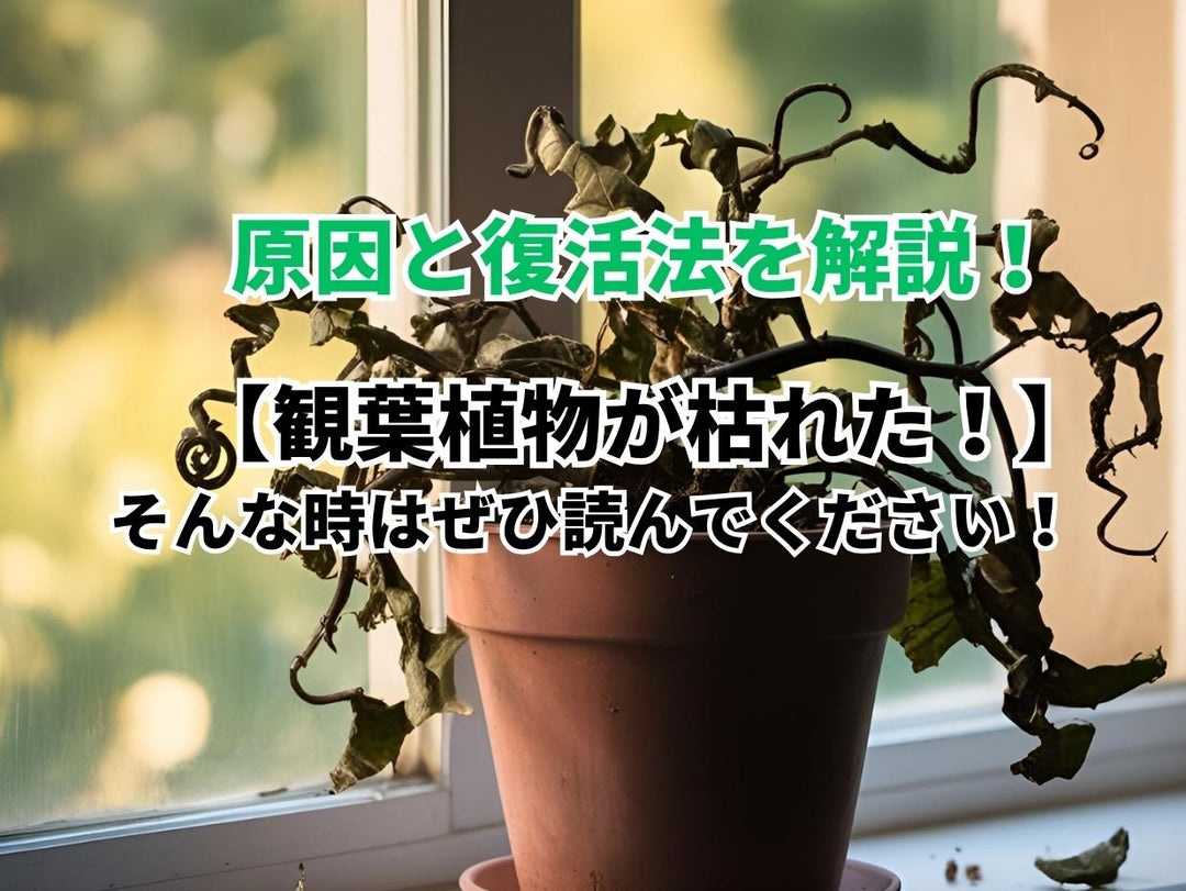 観葉植物が枯れた時はどうすれば良い?そして復活させる方法は?の画像