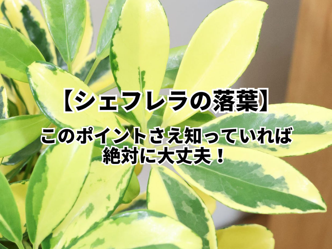 シェフレラの葉が落ちると悩んでいる方に見て欲しい!