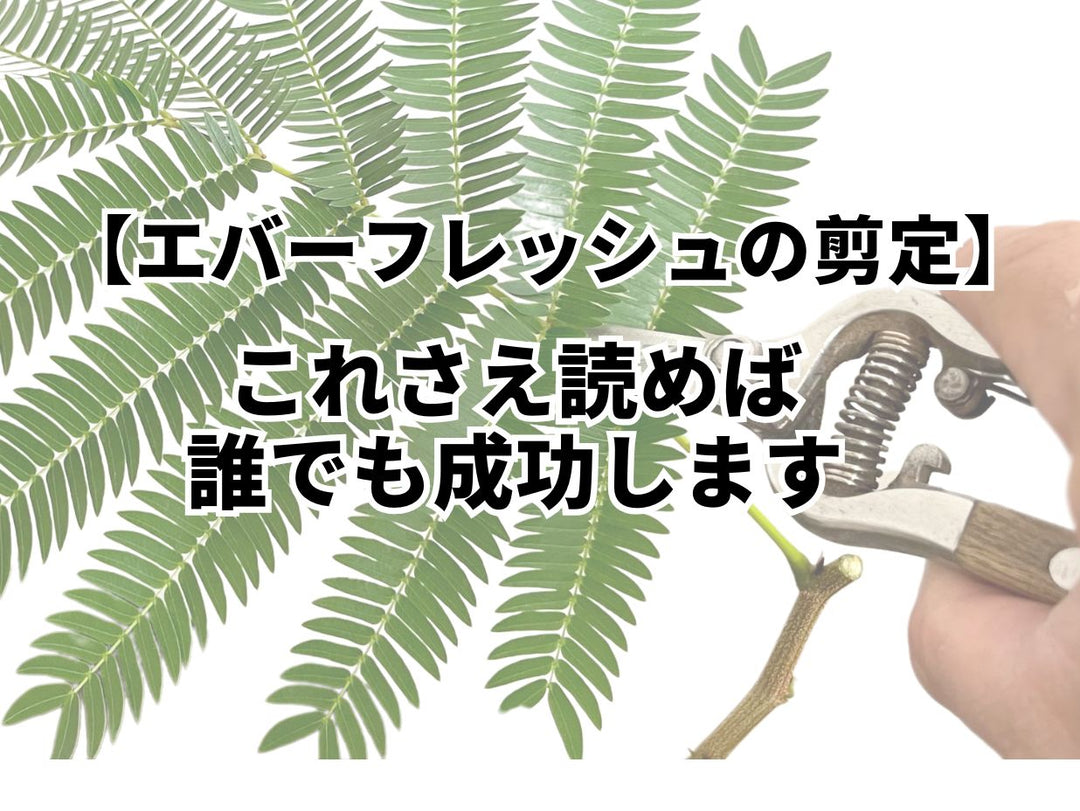エバーフレッシュの剪定についての画像