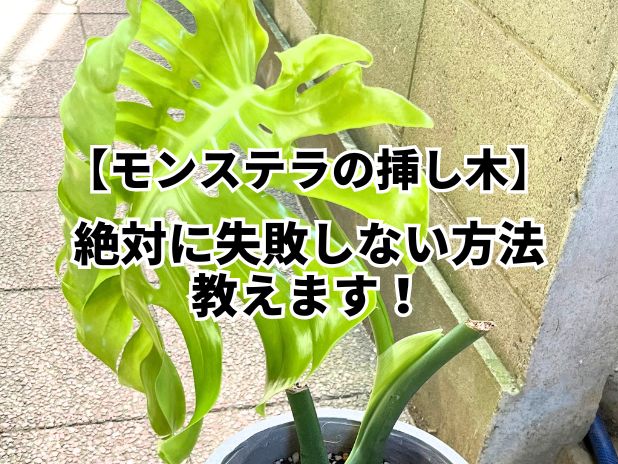 モンステラの挿し木の方法の画像