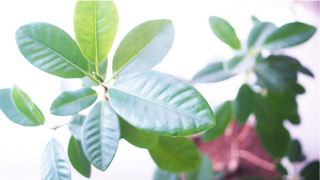 【観葉植物の疑問相談】美しい葉の艶を出すには?