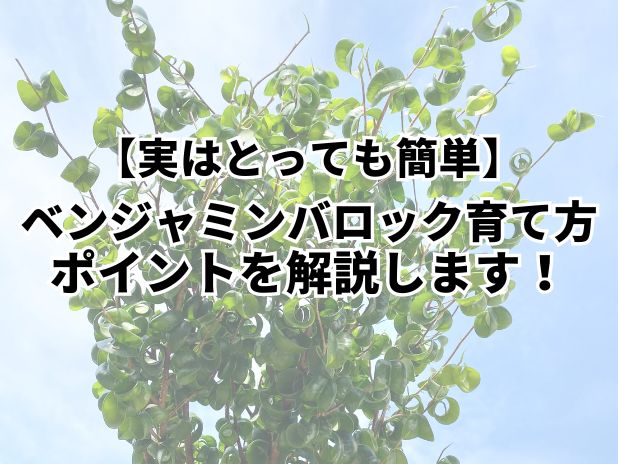 4つのポイントでみるベンジャミンバロックの育て方