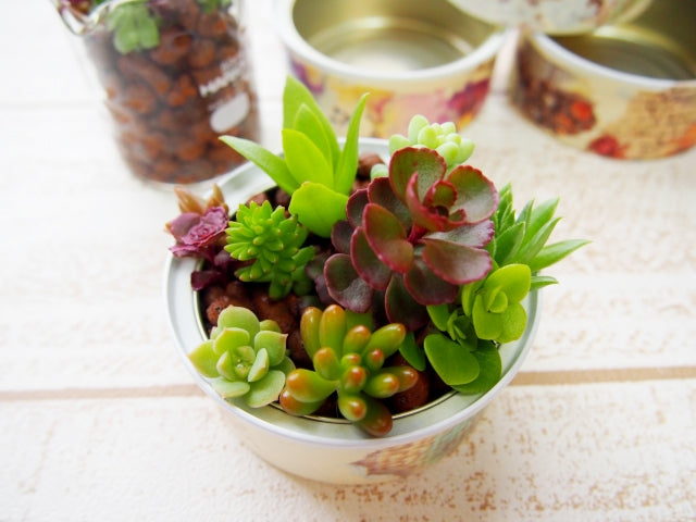 プレゼントにぴったりの多肉植物10選!