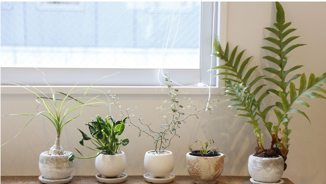 相性の良い観葉植物の組み合わせを教えて!