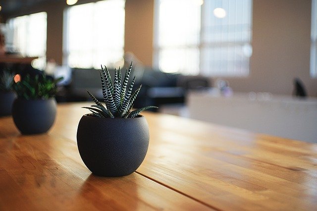 風水におすすめの観葉植物ランキングを紹介