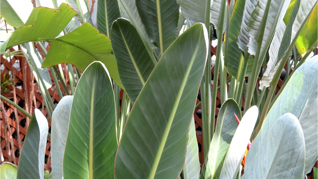 オーガスタの花言葉は？風水との関係| 観葉植物の基礎知識|APEGO