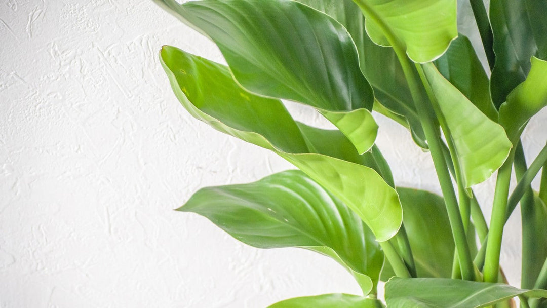 観葉植物の葉が丸まるのはどうして?