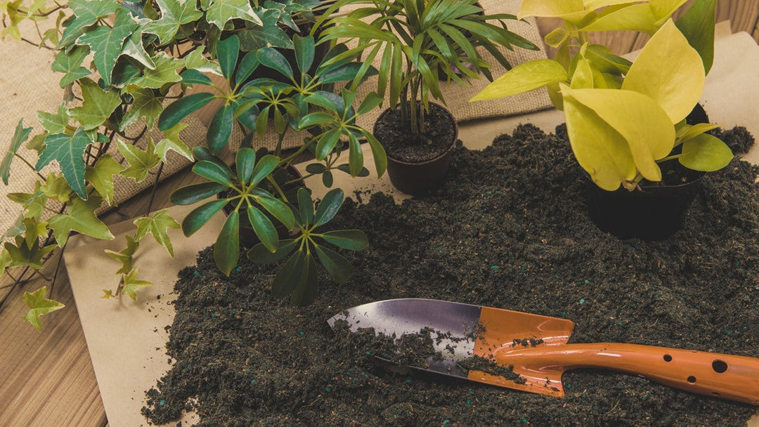 観葉植物の土はどこで買う?土の選び方は?