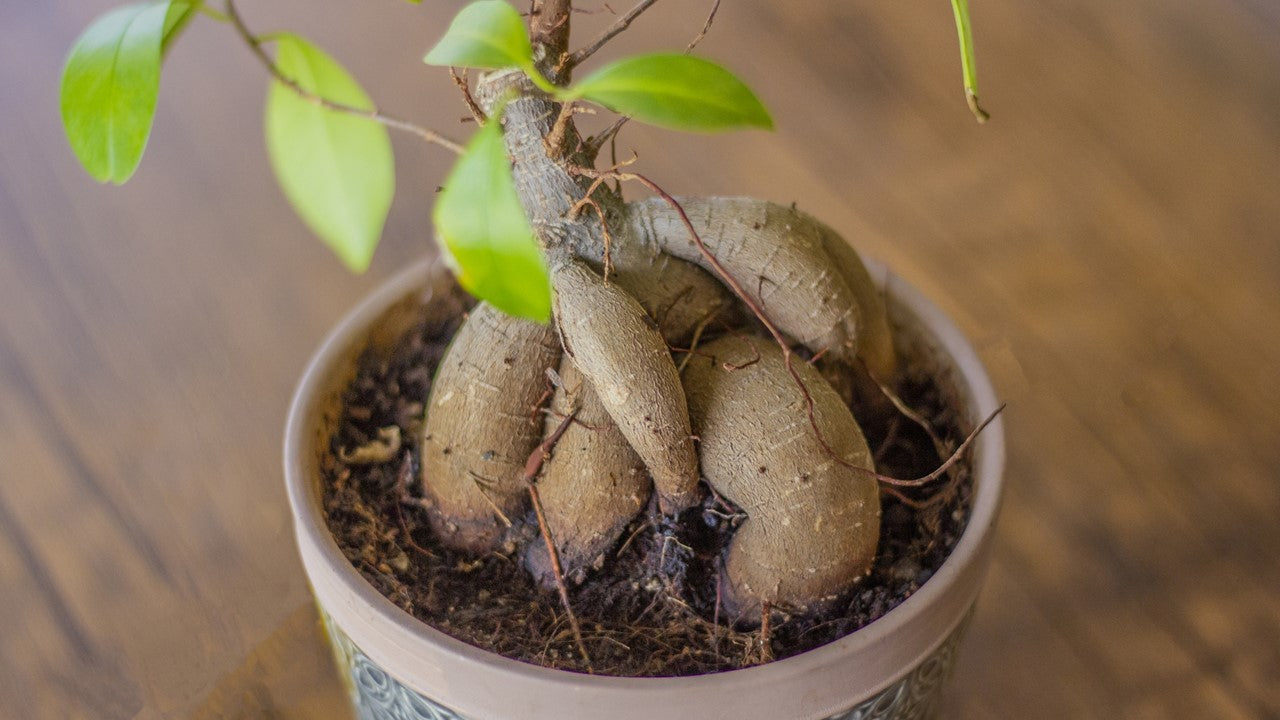 ガジュマルの気根はそのままにしておいても大丈夫？| 観葉植物の基礎知識|APEGO