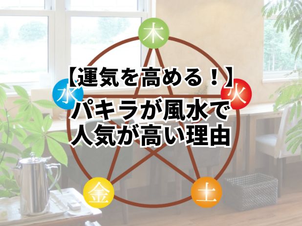 パキラが風水で人気が高いわけと運気を高める置き場所