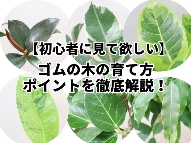 ゴムの木の育て方 初心者にはぜひ見て欲しいポイントを徹底解説！| 観葉植物の基礎知識|APEGO