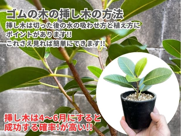 ゴムの木の挿し木、成功のカギは「水」にあり| 観葉植物の基礎知識|APEGO