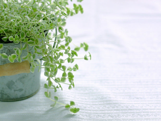 観葉植物から得られる効果とは?