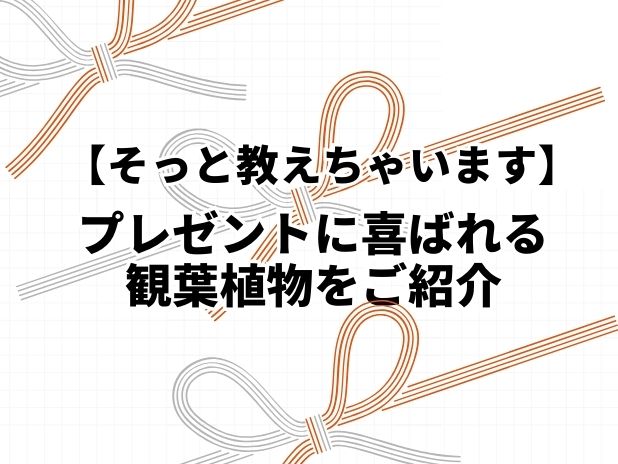 プレゼントに喜ばれる観葉植物をご紹介