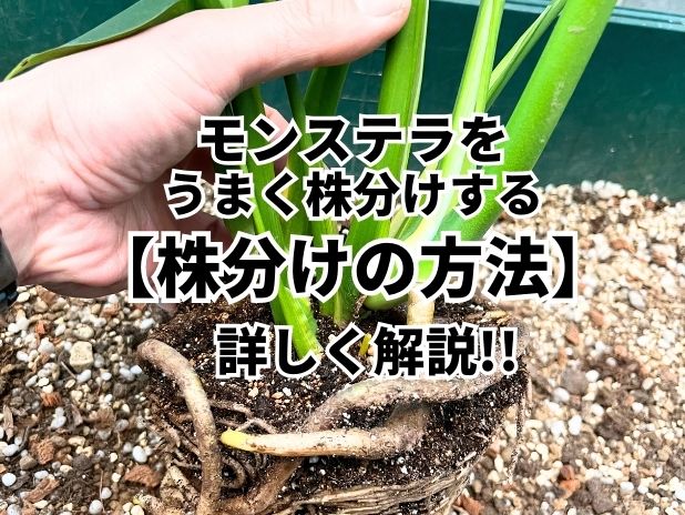 モンステラの株分けの方法とは？| 観葉植物の基礎知識|APEGO