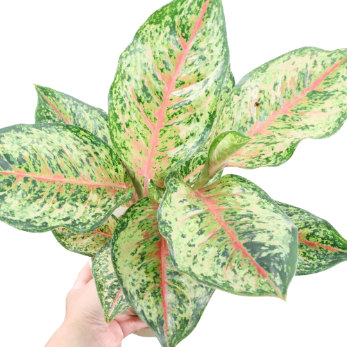 送料無料】アグラオネマ | 観葉植物の通信販売 | APEGO(アペーゴ)