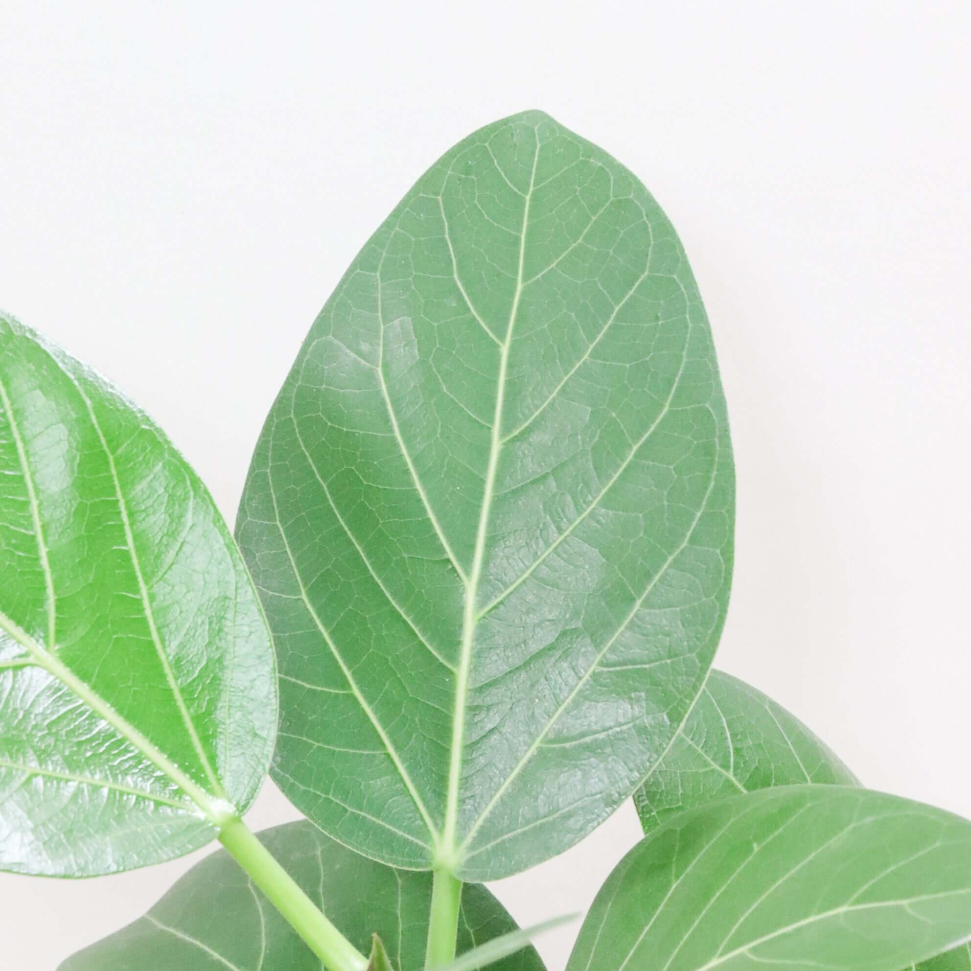 根上り神秘的なフィカス (❁ᴗ͈ˬᴗ͈) ベンガレンシス 人気品種７８cm 送料無料】フィカス ベンガレンシス| 観葉植物の通信販売 | APEGO