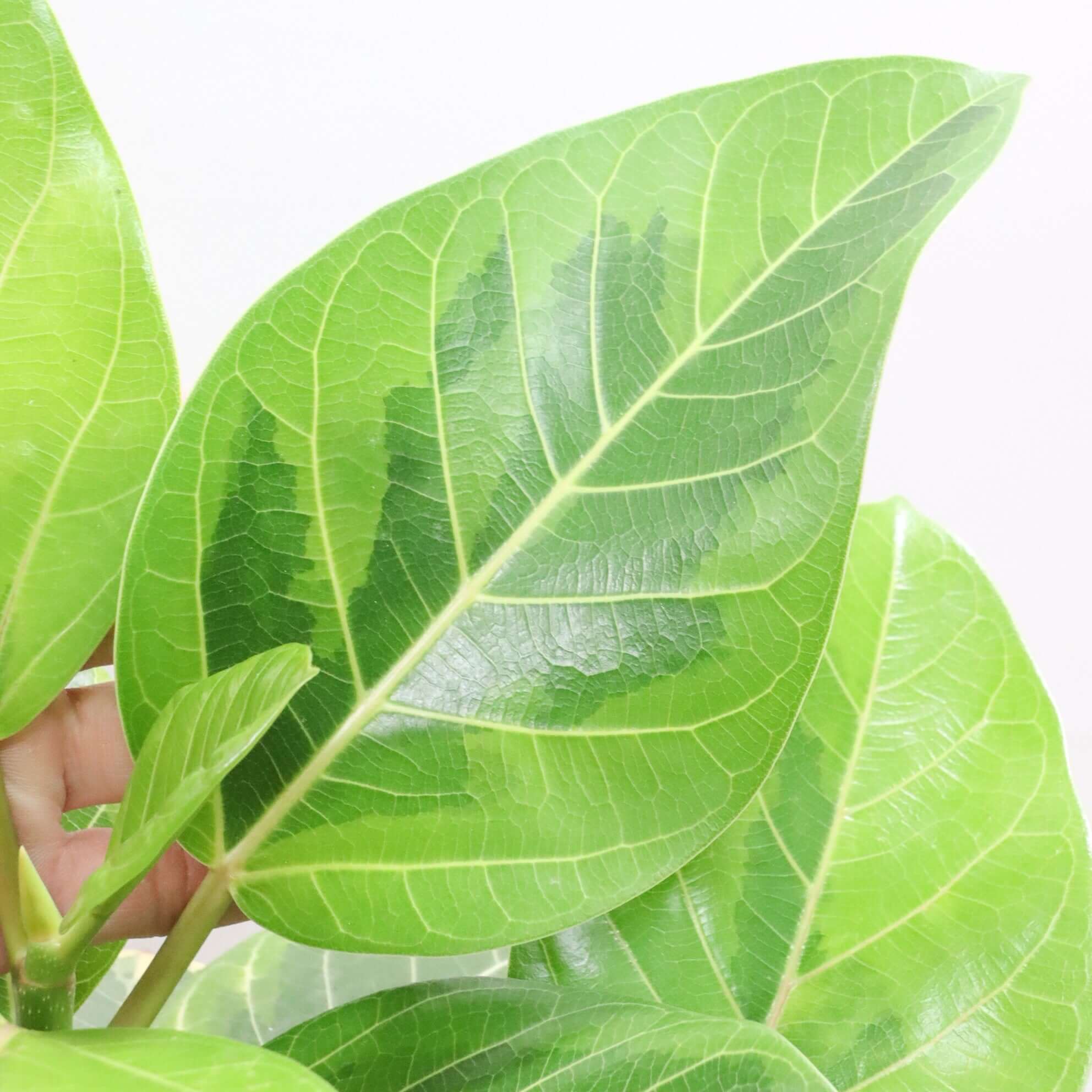 送料無料】フィカス アルテシマ| 観葉植物の通信販売 | APEGO(アペーゴ)