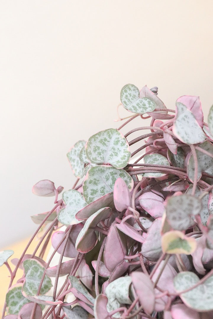 【ハートカズラ】超ロング!かわいいハートの葉。育てやすく水やりが少なくてい多肉植物です!!