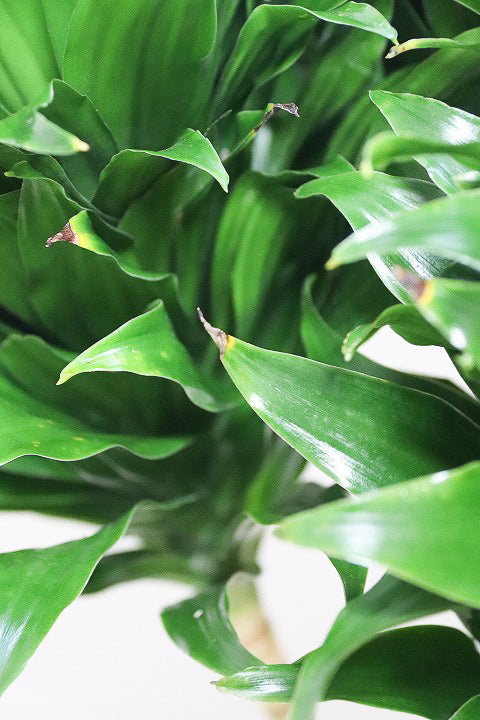 【ドラセナコンパクター】存在感のある大きさ。全体のバランスも最高!とても育てやすいので贈り物にも人気の観葉植物です!