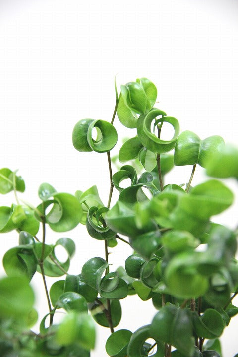 【ベンジャミン バロック】BIGサイズ!愛知県のベンジャミン作りの名人による逸品です!おすすめです!