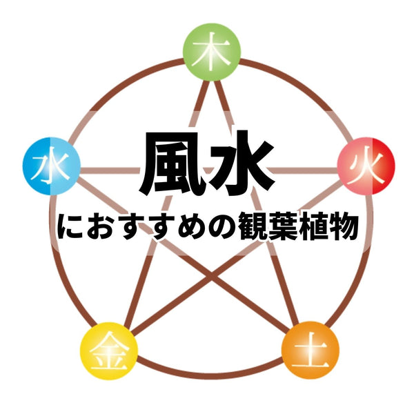 風水におすすめの観葉植物