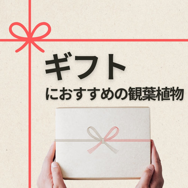 ギフトにおすすめの観葉植物