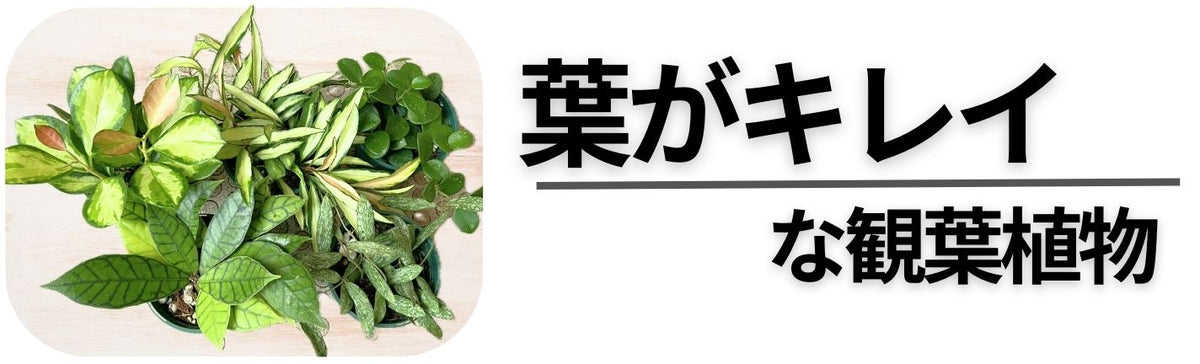葉がキレイな観葉植物
