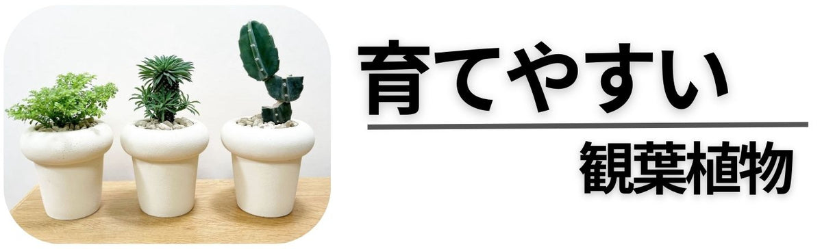 育てやすい観葉植物