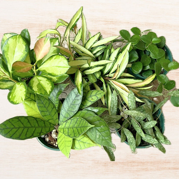 葉がキレイな観葉植物