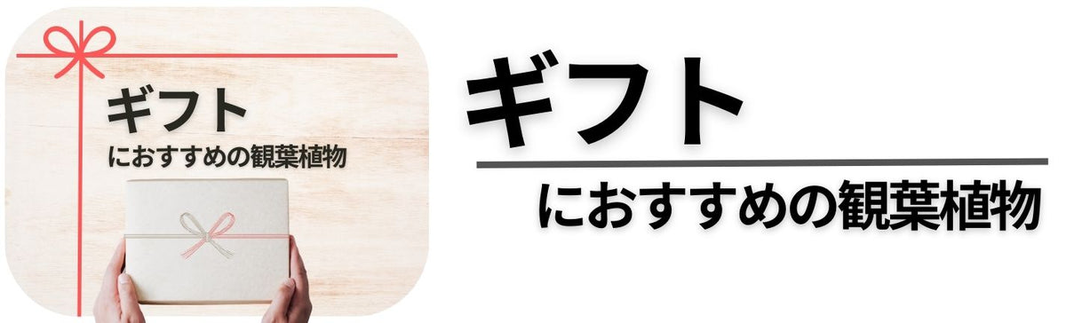 ギフトにおすすめの観葉植物