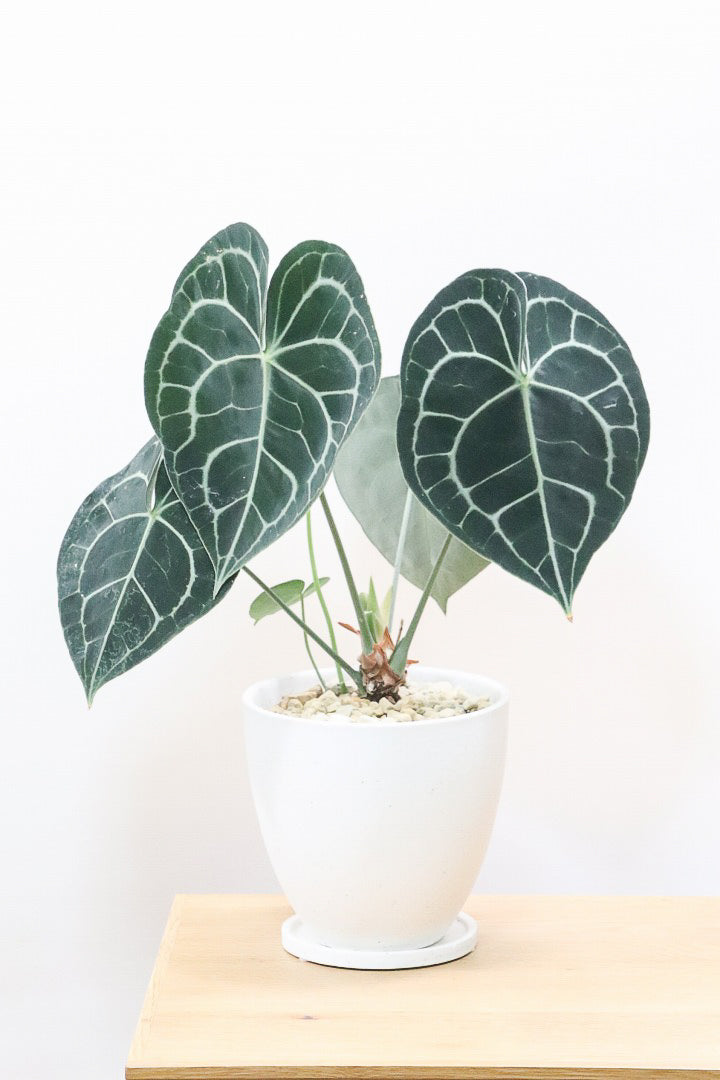 アンスリウム クラリネルビウムW58402| 観葉植物の通信販売 | APEGO 