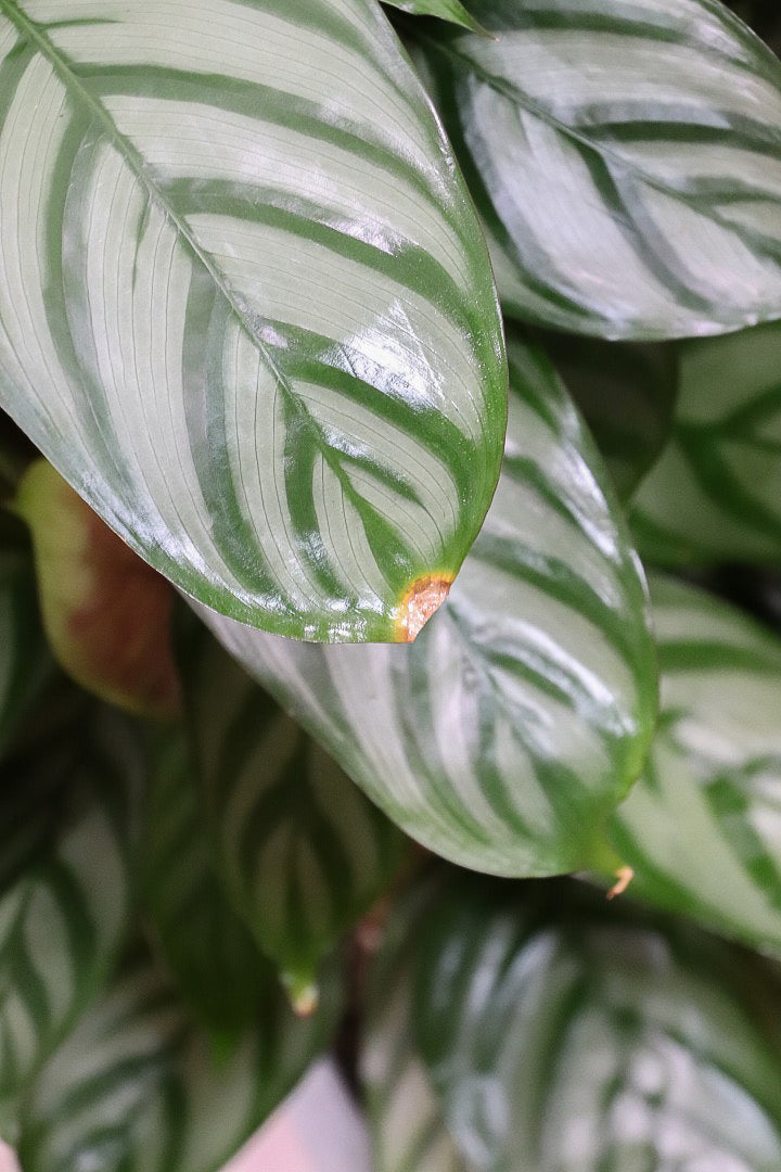 【クテナンテ セトサ】シックな葉色がとても美しいクテナンテの中でも人気の品種です!