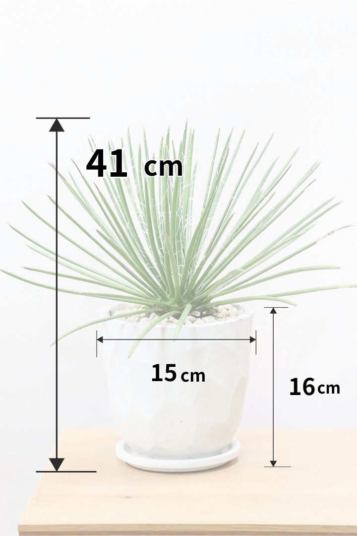 【アガベ ジェミニフローラ】白いフィラメントが特徴。寒さに強く丈夫な多肉植物!