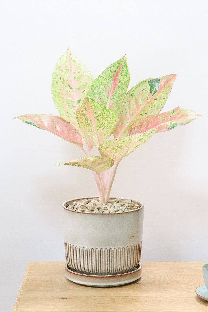 癒しのオルゴナイト❤️アマゾナイト ＋インカローズのハート型♡ 癒しのオルゴナイト❤️ラリマー＋アマゾナイトのハート型