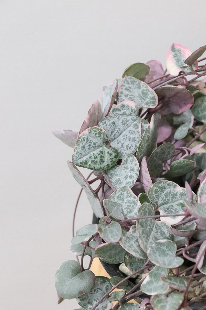 【ハートカズラ】超ロング!かわいいハートの葉。育てやすく水やりが少なくてい多肉植物です!!