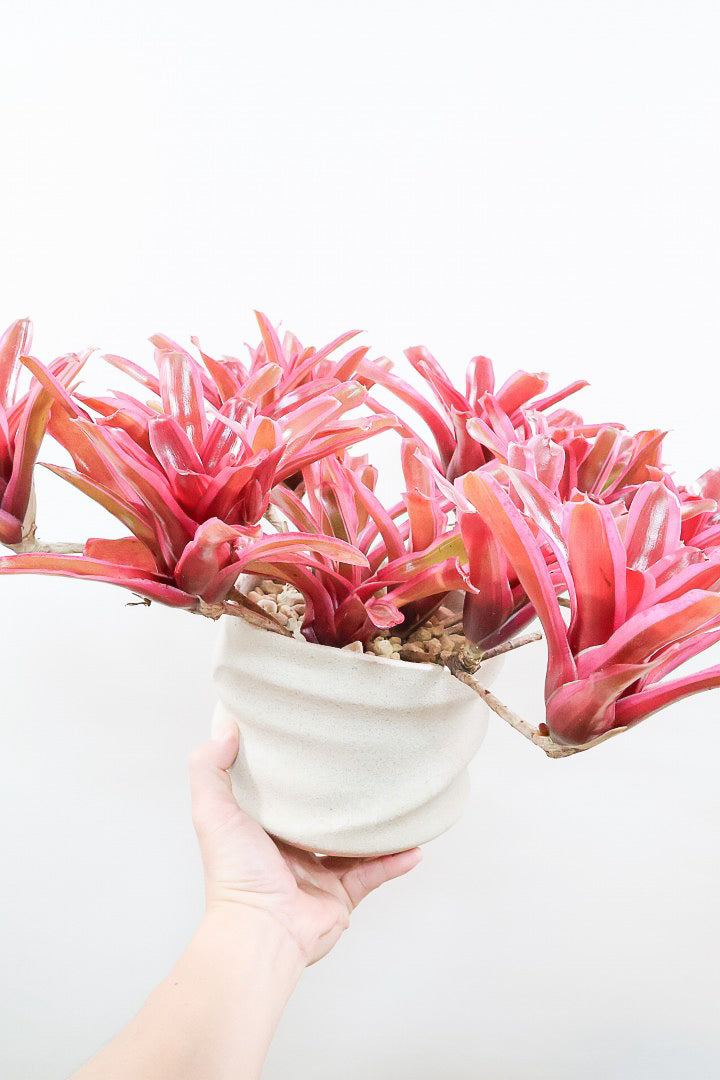 観葉植物）ネオレゲリア 'フィーバーピッチ' タイ産 発根管理中 3号