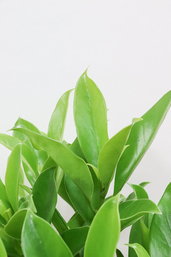 【ファグラエア】温暖な鹿児島県でしっかりと育てられました!個性的な幹も魅力的な人気の観葉植物です! ボリュームもあります!