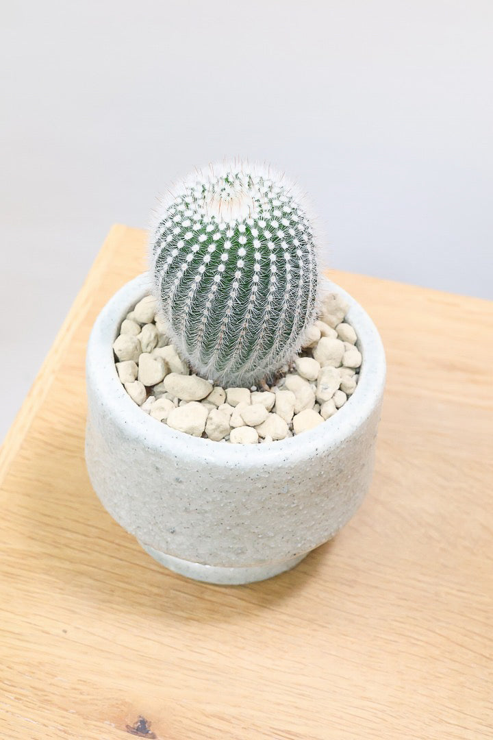 【ノトカクタス 小町】明るい色合い!かわいすぎるフォルム!インテリアにぴったりですよ