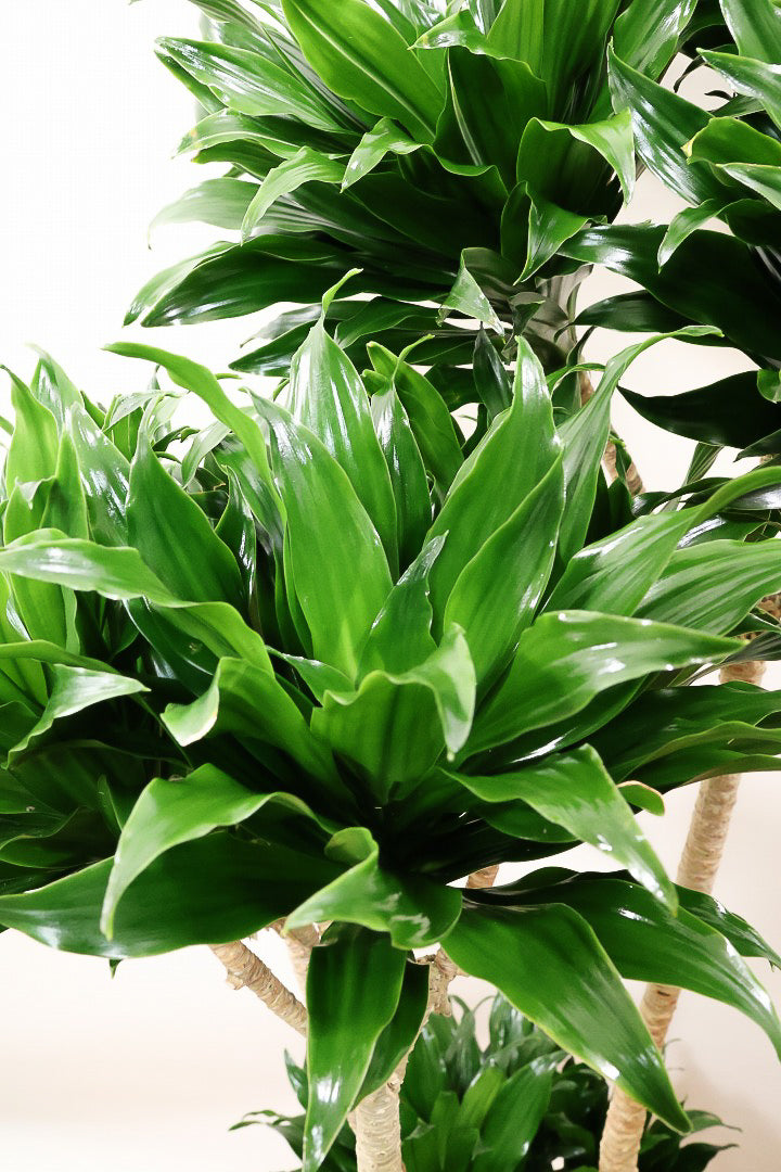 【ドラセナコンパクター】存在感のある大きさ。全体のバランスも最高!とても育てやすいので贈り物にも人気の観葉植物です!