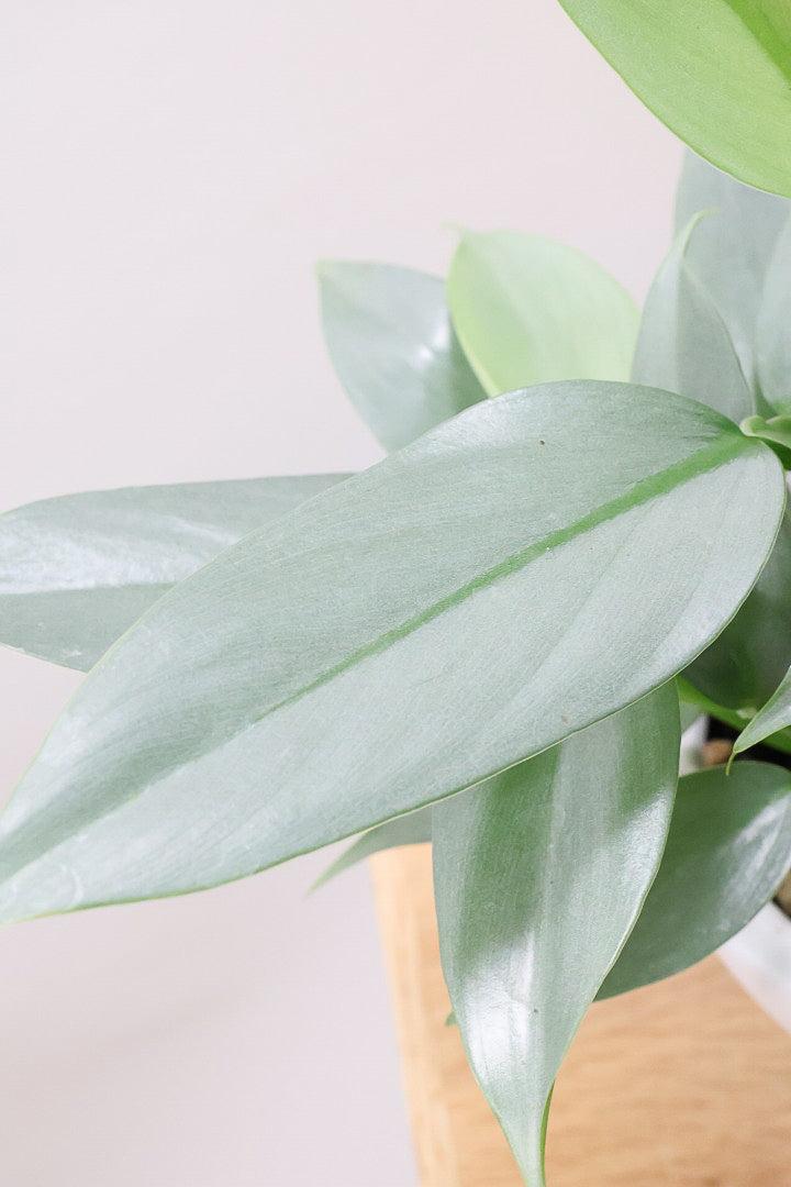 【シルバーメタル】ボリュームのあるサイズ。葉の質感が特徴的な観葉植物です!!状態は最高に良いです!