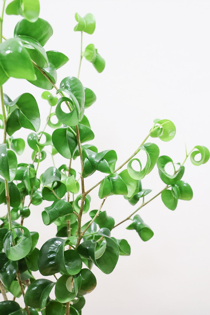 【ベンジャミン バロック】人気の木製POT。ボリュームがありますので存在感は保証しますよ!