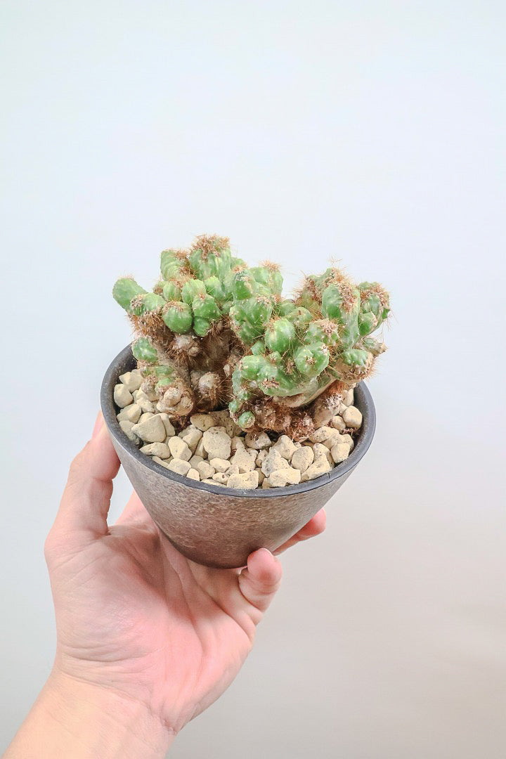 【セレウス ペルビアナス】ごつごつしたフォルムがとてもカッコいいサボテン。生長と共に更に個性が増していきますよ!