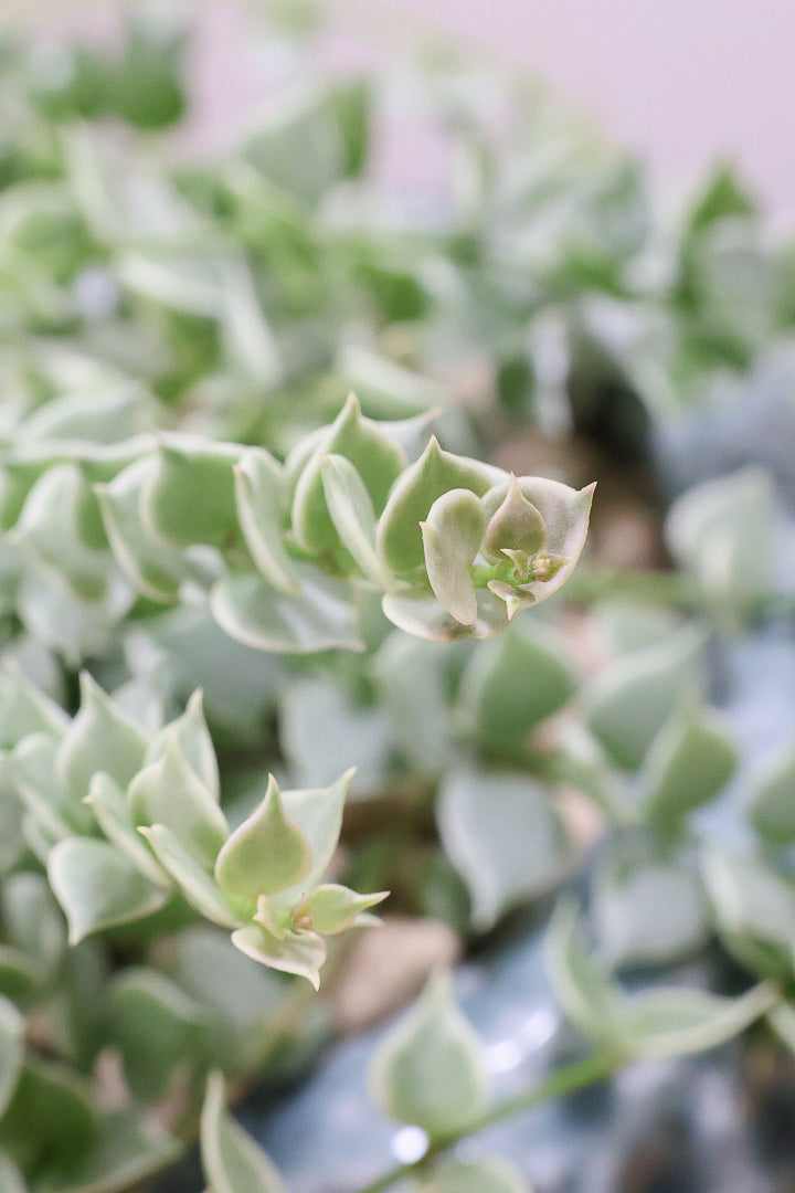 【ディスキディア ミリオンハート バリエガタ】今回の葉最高の仕上がりの爽やかな葉色!ミニミニの葉がとてもかわいいです!