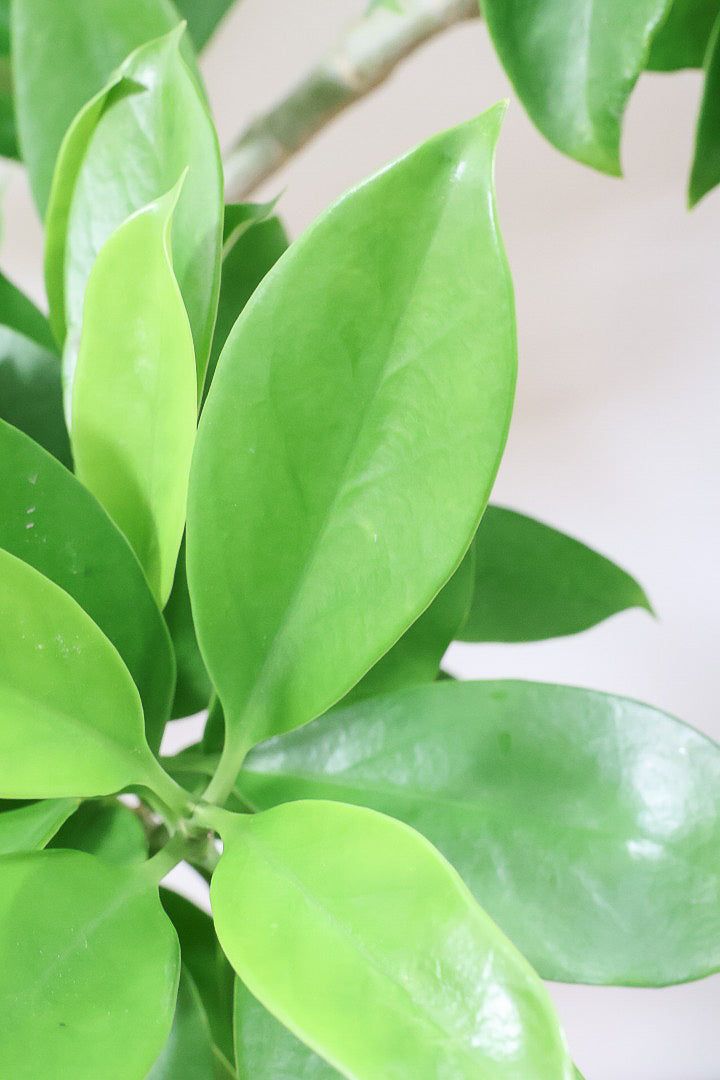 【ファグラエア】温暖な鹿児島県でしっかりと育てられました!個性的な幹も魅力的な人気の観葉植物です! ボリュームもあります!