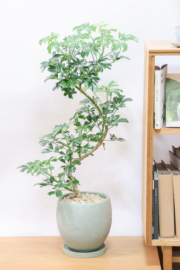 シェフレラ レナータGR59332| 観葉植物の通信販売 | APEGO(アペーゴ)