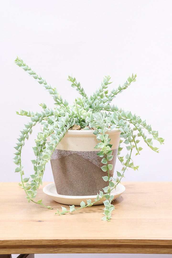 【ディスキディア ミリオンハート バリエガタ】今回の葉最高の仕上がりの爽やかな葉色!ミニミニの葉がとてもかわいいです!