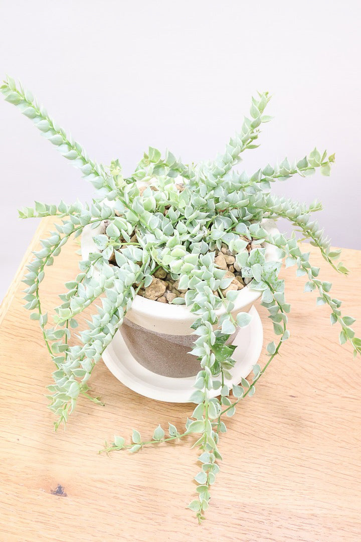 【ディスキディア ミリオンハート バリエガタ】今回の葉最高の仕上がりの爽やかな葉色!ミニミニの葉がとてもかわいいです!