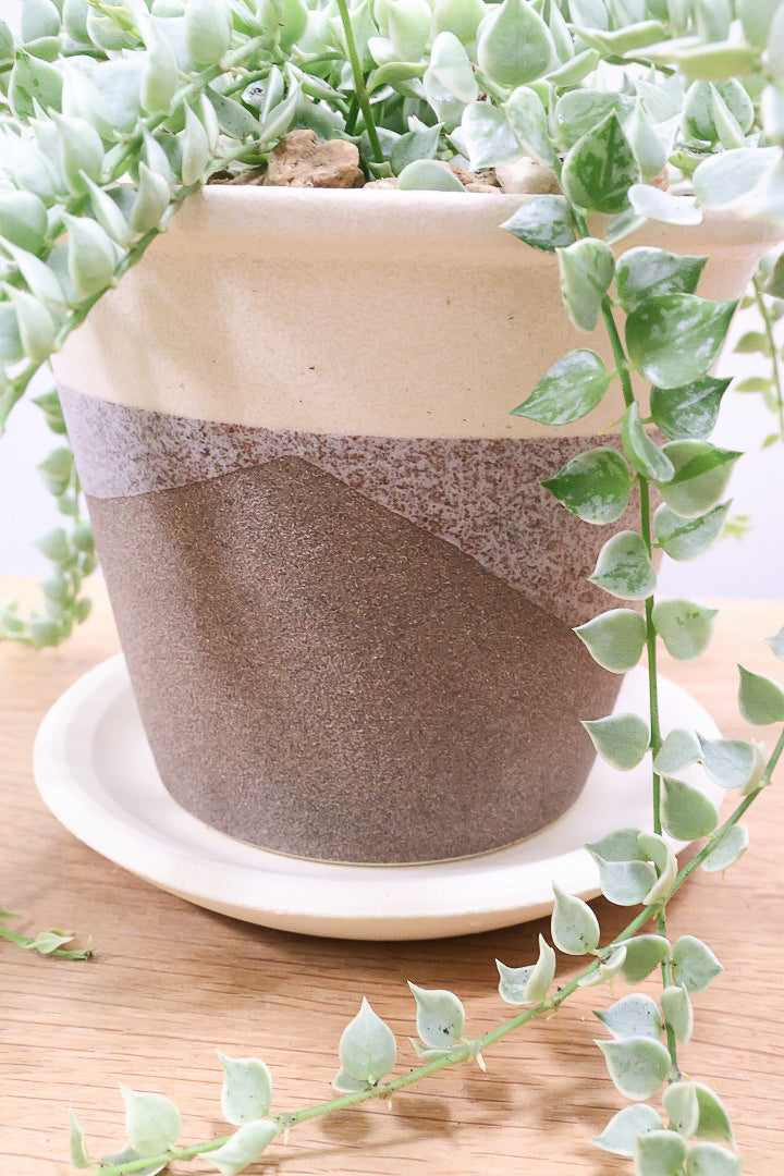 【ディスキディア ミリオンハート バリエガタ】今回の葉最高の仕上がりの爽やかな葉色!ミニミニの葉がとてもかわいいです!